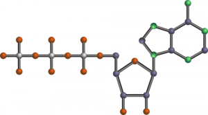 ATP molecule