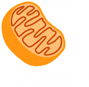 Mitochondria