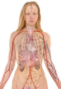 Transparent woman with visible internal organs