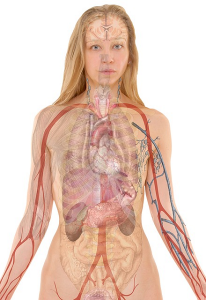 Picture for Bioavailability Transparent woman with visible internal organs