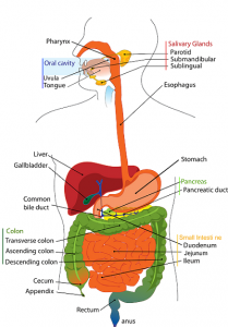 Q10 from the stomach to the small intestine Digestive system
