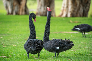 black-swan-341583_640