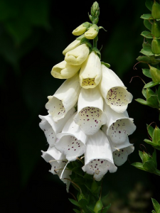 white-foxglove-8147_640