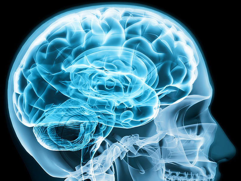 Illustration of the brain viewed as an X-ray. CoQ10 plasma levels are low in brain and muscle tissue as we age.