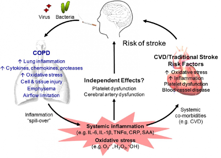 Coenzyme Q10 and systemic inflammation a review