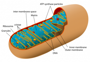 Mitochondrion