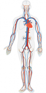 Blood circulation