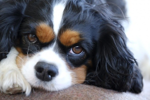 King Charles Spaniel