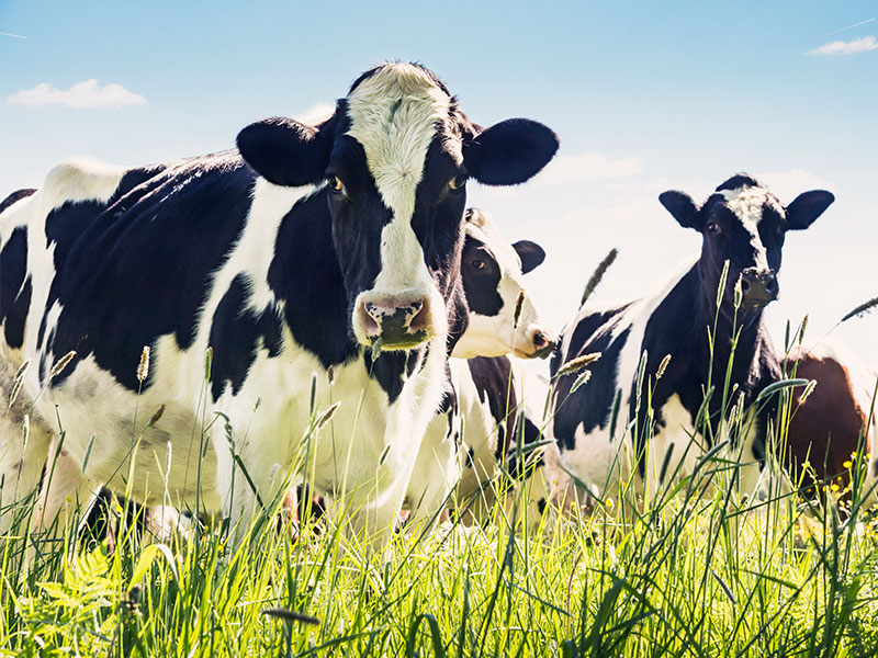 Black and white cows in tall grass, looking at the camera with a blue sky background.