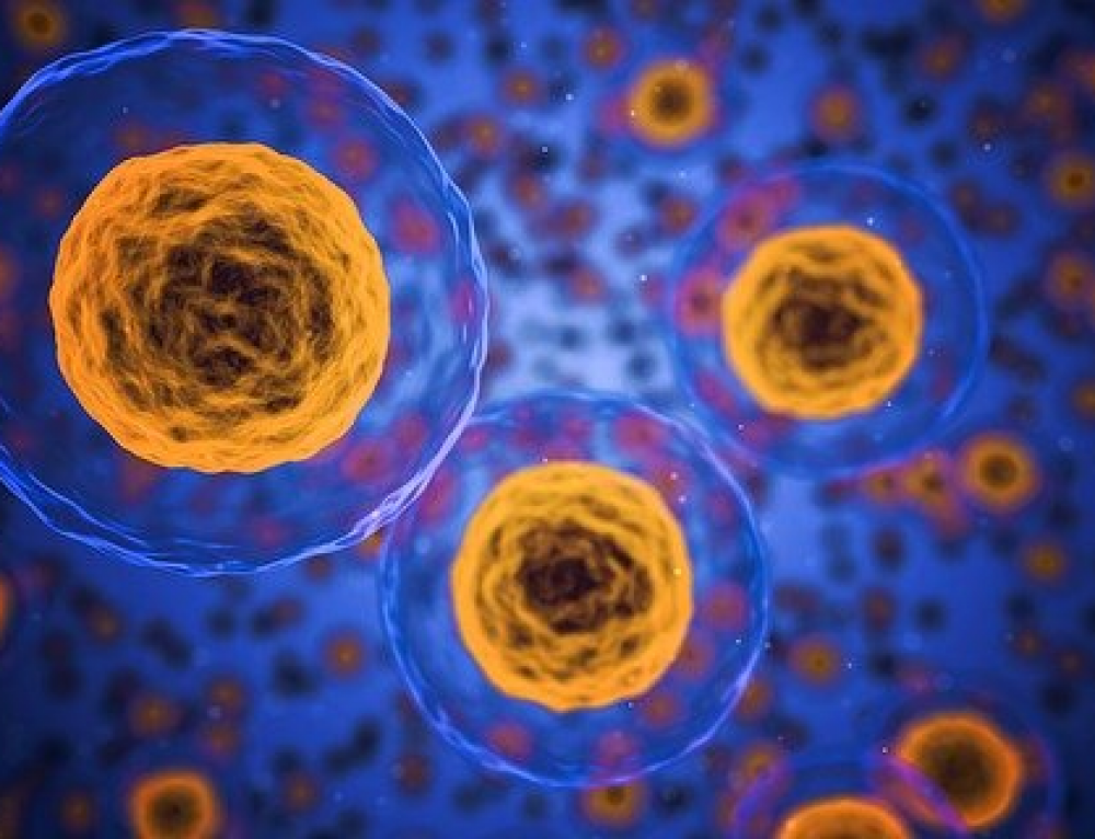 Coenzyme Q10 and energy for the immune system