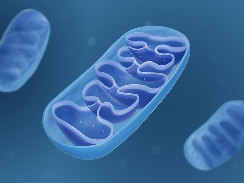 Graphic illustration of the structure of a mitochondrion, found in bulk inside our cells.