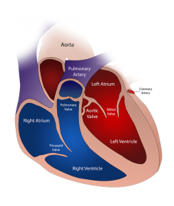 Heart chambers