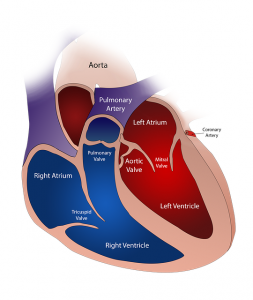 Chambers of the human heart