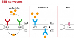 Blood-brain barrier transporters