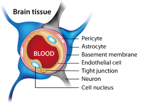 Brain tissue