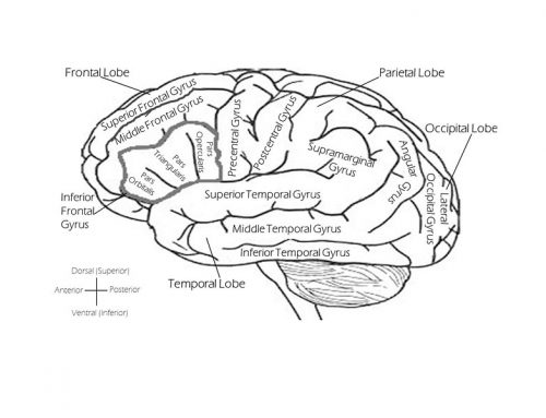 Why the Ageing Brain May Need More Coenzyme Q10