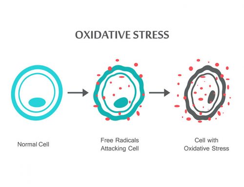 Coenzyme Q10 and Selenium and Reduced Systemic Oxidative Stress