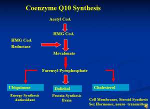 CoQ10 biosynthesis slide from Dr. Judy