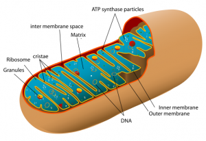 Depiction of a mitochondrion