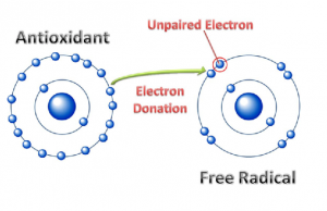 Free radicals and antioxidants