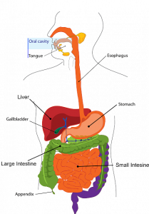 Liver and digestive system