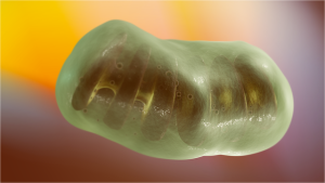 Picture of a mitochondrion