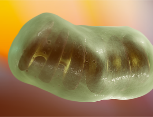 Coenzyme Q10 and Antibiotics