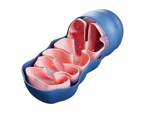 Coenzyme Q10 and Post-Viral Fatigue Syndrome