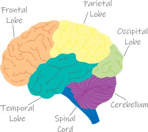 Brain parts