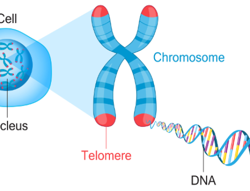 Coenzyme Q10 and Stem Cells
