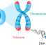Telomere