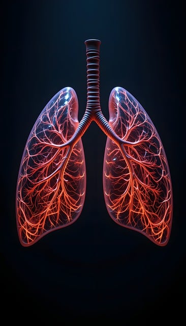 Lungs